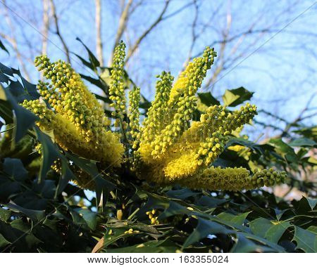 The yellow flowers of the winter flowering shrub, Mahonia bealei also known as Beales Barberry.