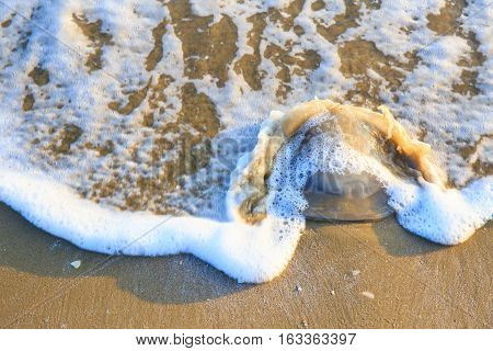 Jellyfish lying on a sand beach with sea wave.
