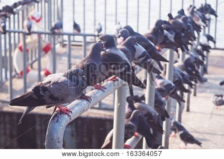 group of pigeons on the pier along the river