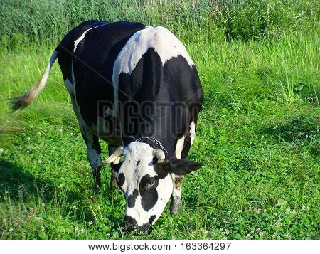 Modern specialized dairy cows Holstein, chornoryaba, red steppe and others have the highest milk production. Grazing cows on polyani- necessary conditions for good milk yield.