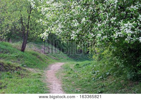 Bird-cherry tree in bloom and a curved rural path