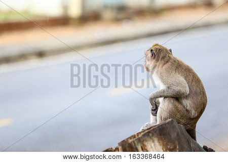 Cute monkeys waiting something near the road.