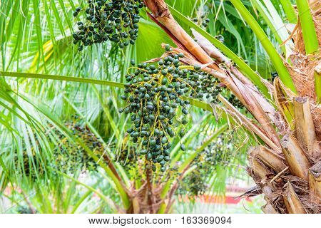 Sealing wax palm, Lipstick palm, Raja palm, Maharajah palm, Cyrtostachys renda ornamental plant in gardens.