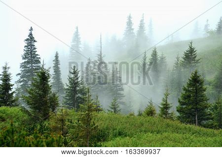 Fog in the forest. Mist shrouded forest. Very beautiful sight. Blue Mist is among the pines and firs.