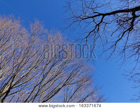 Dried Tree Under The Blue Sky At Sunny Day