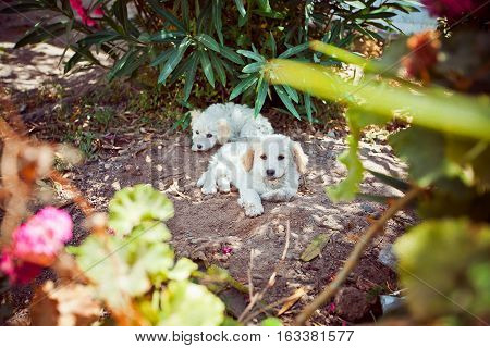 puppy lying on the ground lost dirty