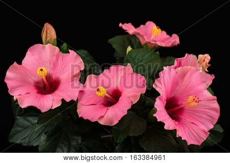 Close-up of rosa sinensis hibiscus flower. Photography of nature.