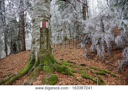Red and white marker on big tree. Frosted white trees in background.