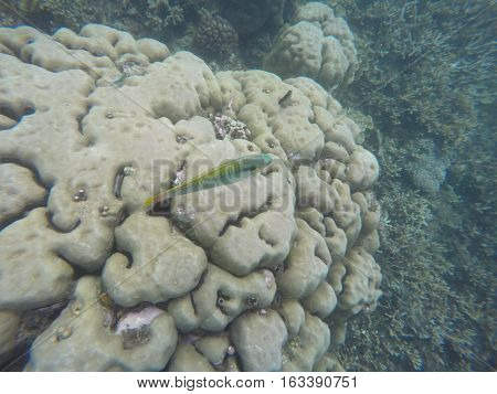 Underwater landscape with grey corals and striped fish wrasse. Seaside life scenery. Mimicry in nature. Ocean ecosystem. Coral reef with animal. Tropical sea landscape. Seabed view