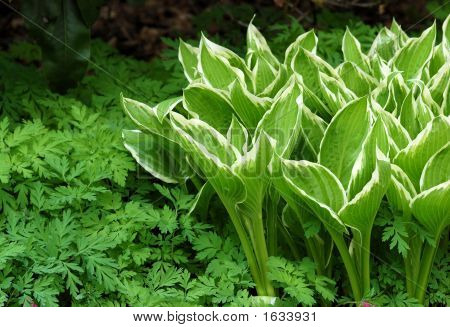 White Edged Hostas