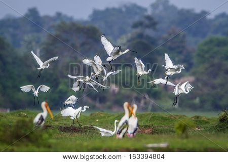 Little egret Eurasian spoonbill Black-headed Ibis in Arugam bay lagoon, Sri Lanka