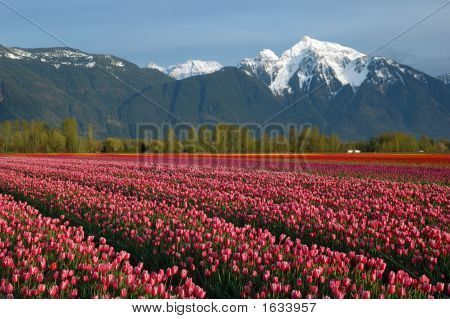 Pola tulipanów i Cheam Mountain