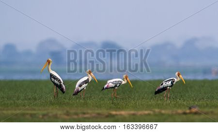 Painted stork in Arugam bay lagoon, Sri Lanka ; specie Mycteria leucocephala family of Ciconiidae
