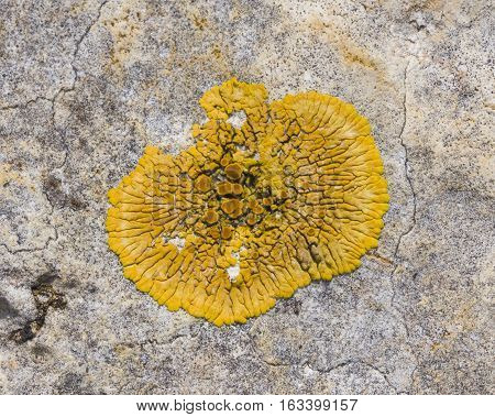 Lichen Xanthoria parientina on rocks macro selective focus