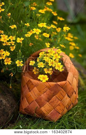 Garden Flowers Tagetes Tenuifolia. Wicker Basket With Yellow Flowers Tagetes Tenoifoliya Closeup.