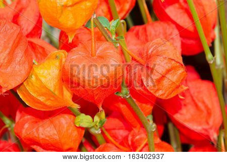 Chinese Lantern Flowers in autumn in Augsburg