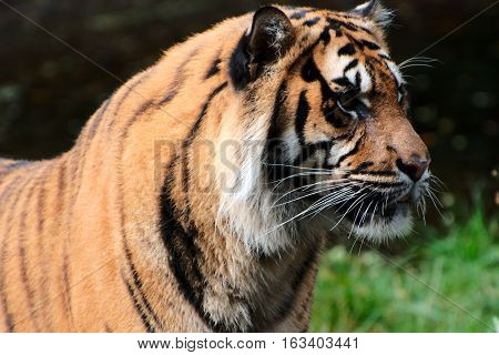 Close up of a Tiger in autumn