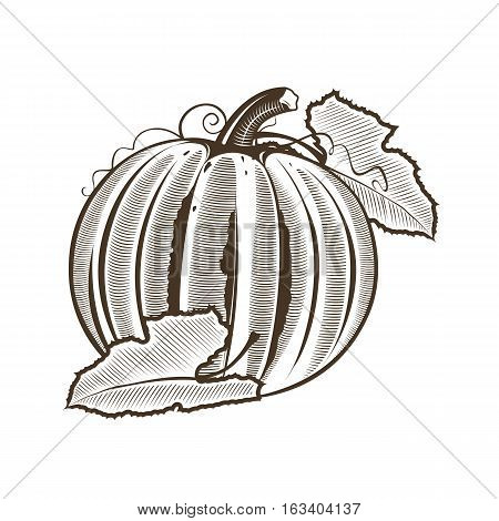 Pumpkin in vintage style. Line art illustration.