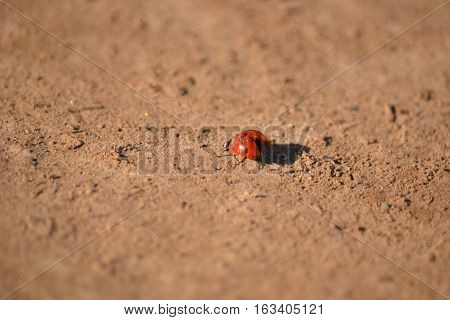 Ladybird Beetle or Ladybug showing off its shiny red wings with black spots