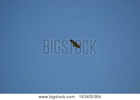 Adult redtailed in flight on a clear winter day