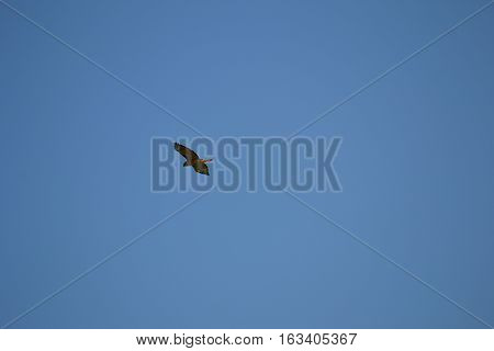 Adult redtailed in flight on a clear winter day