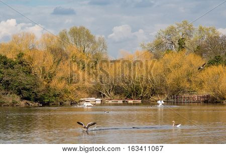 Springtime shot in the late afternoon of the lake at Hainault Forest in Essex and shows wildlife on the lake.