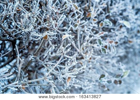 Close-up of hoar frost on linden tree branches. Branch of a tree in hoarfrost because of unexpected early frost