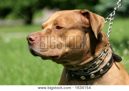 Pitbull røde næse