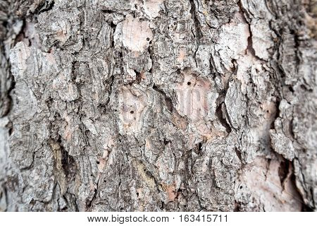 Spruce bark macro photograph for closeup texture