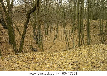 Autumn orange forest with the bare trees