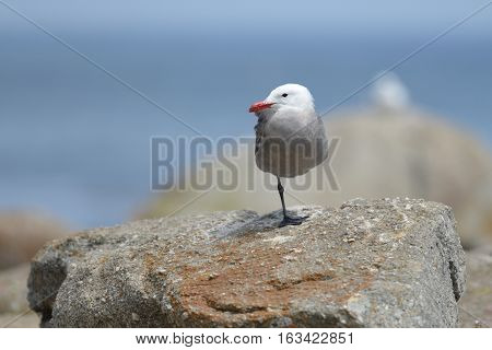 Red beaked seagull standing on one leg