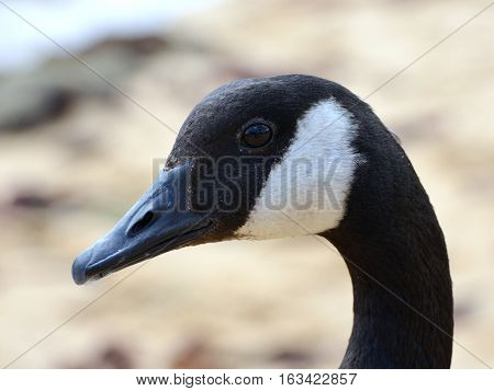 Closeup of head of a Canadian Goose