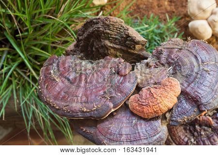 Fresh reishi mushroom for display, stock photo