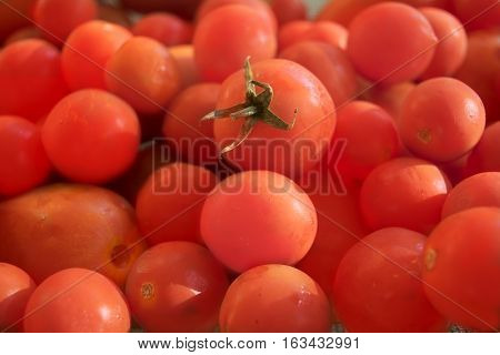 closeup of ripe organic cherry tomatoes called pachino tomatoes