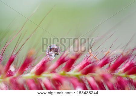 Drop of water on grass flower with clear nature background