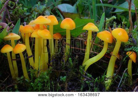 yellow orange group fungi  hygrocybe on the grass