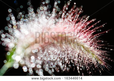Bokeh of water drops on grass flower in sunlight.Isolated on black.