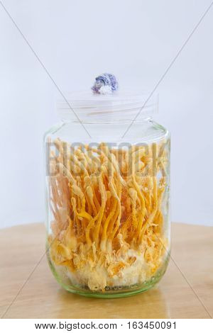 Cordyceps militaris in Glass bottles.Fresh Cordyceps militaris in Glass bottles.