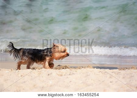 Yorkshire Terrier dog on the beach walks