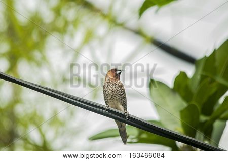 Image of a paddy bird perched on the cable