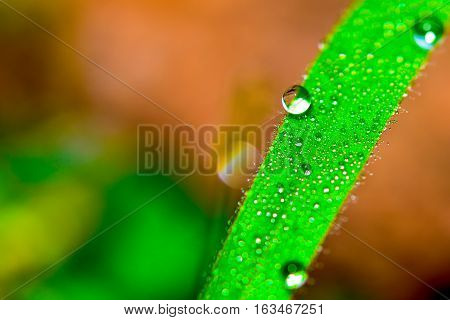 morning dew on the grass in selective focus with copy space