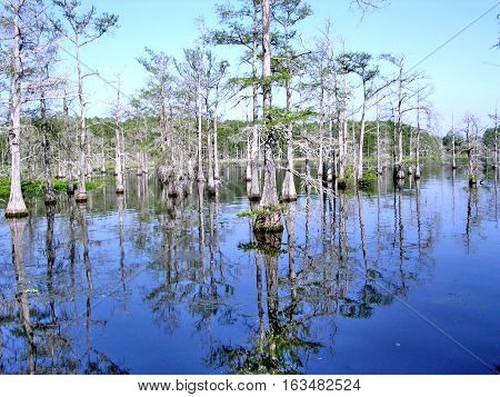 Landscape of Black Bayou near Mississippi USA April 27 2003