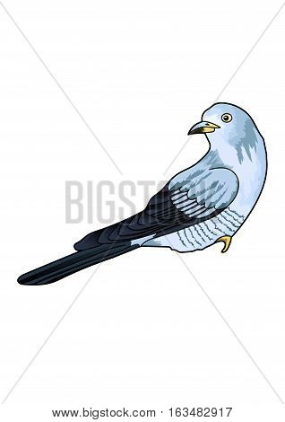 Blue cuckoo with motley plumage on the white background.