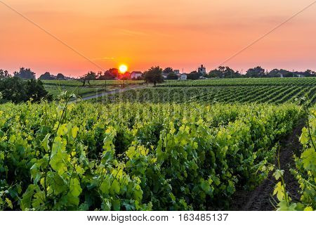 Sun setting over a row of grap vines.