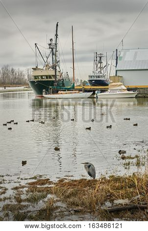 steveston harbor, richmond, bc. the calm water of steveston harbor at dawn in british columbia, canada near vancouver.