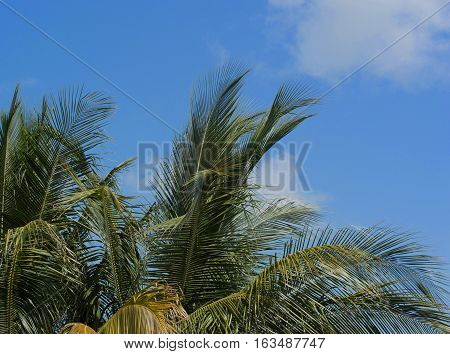 Royal Palm with blue sky in the background