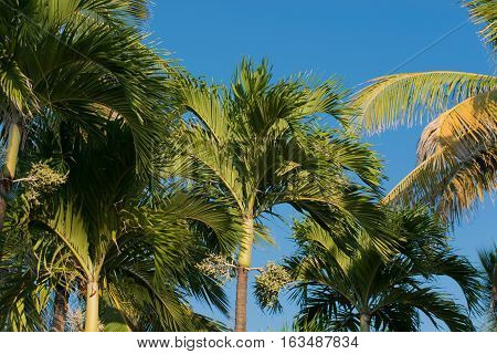 Royal Palm with blue sky in the background