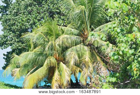 Royal Palm with blue sky in the background