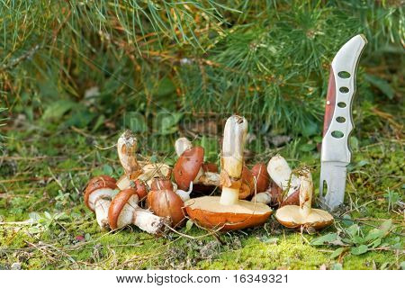 숲에서 칼으로 boletus luteuses