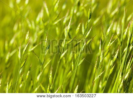 Green grass in the summer meadow in the sunshine.